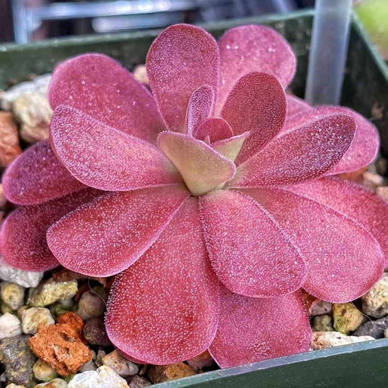 Pinguicula 'Johanna' butterwort blushing deep reddish-pink under strong light