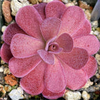 Intensely coloured red-pink Pinguicula 'Johanna' butterwort rosette seen from above