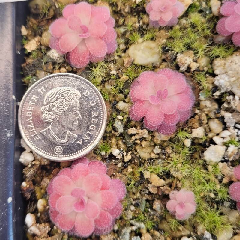 Small pink Pinguicula 'Johanna' butterworts beside a coin for scale