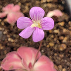 Light purple flower with a white throat above a pink Pinguicula 'Johanna' butterwort