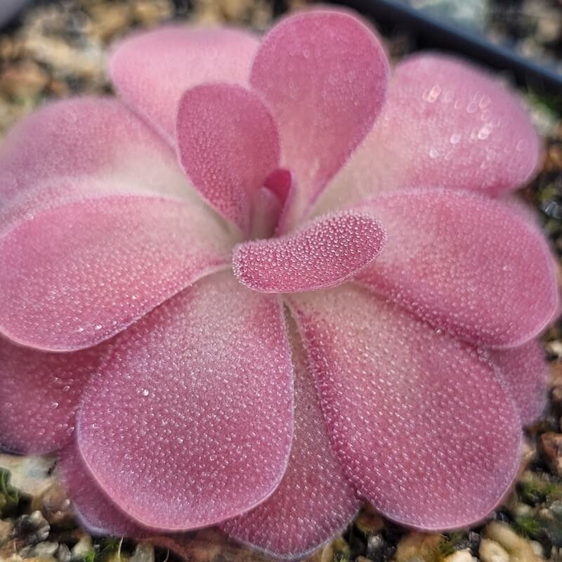 Close-up of the overlapping pink leaves of a Pinguicula 'Johanna' butterwort