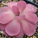 Close-up of the overlapping pink leaves of a Pinguicula 'Johanna' butterwort