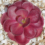 Deep red Pinguicula 'Johanna' butterwort rosette on white grit