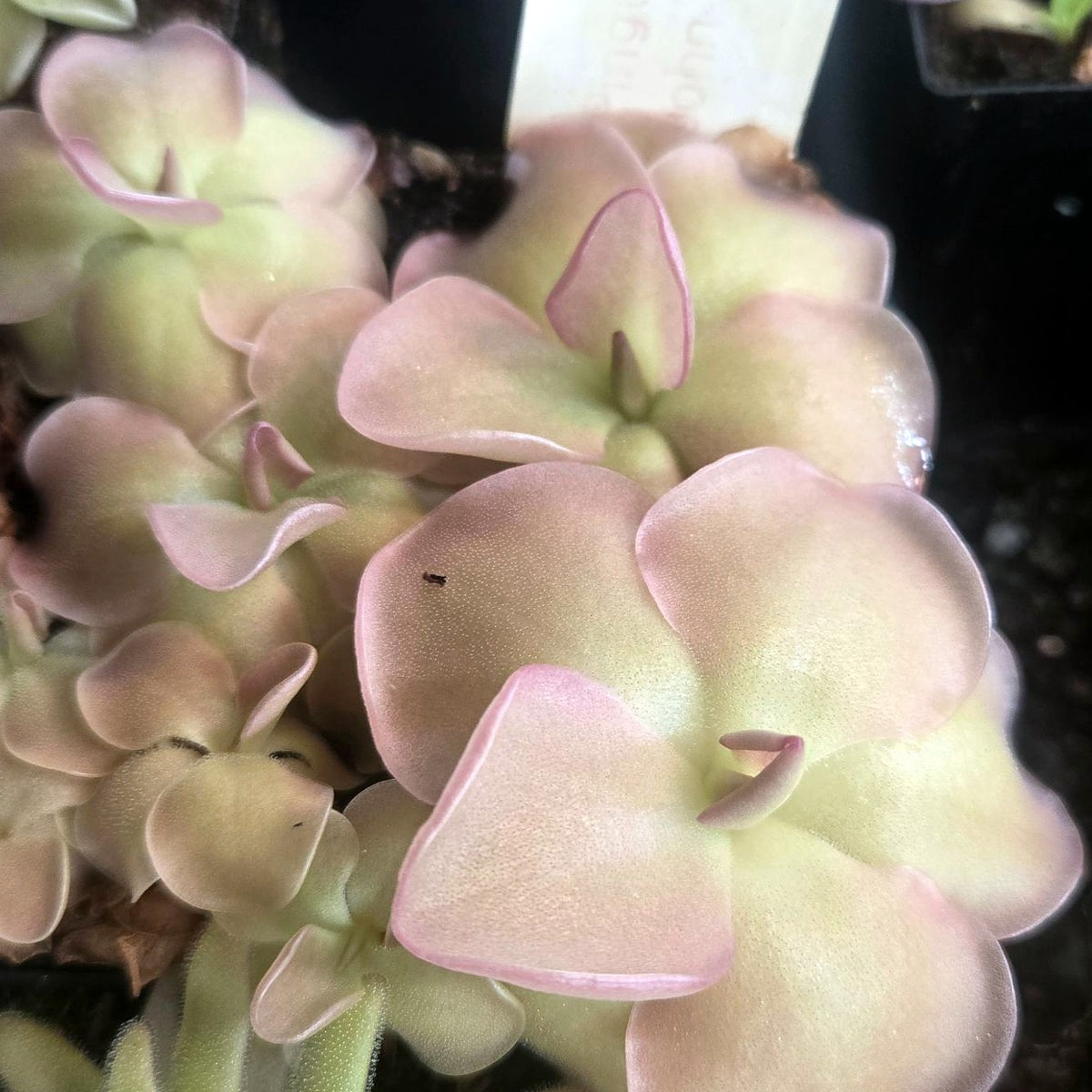 Pinguicula 'John Rizzi' butterwort rosettes with broad, rounded, gently wavy pale green leaves edged in soft pink