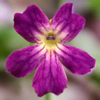 Purplish-pink flower with a white and yellow centre on a Pinguicula laueana x emarginata butterwort
