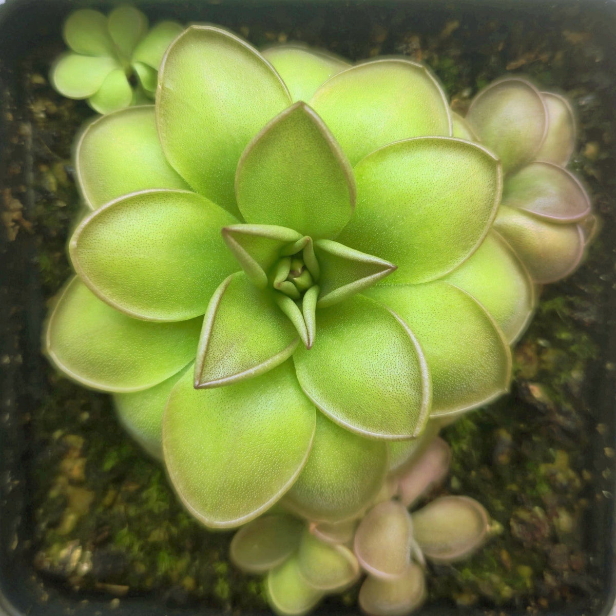 Pinguicula laueana x emarginata butterwort, a green rosette with a fine purple margin on each leaf