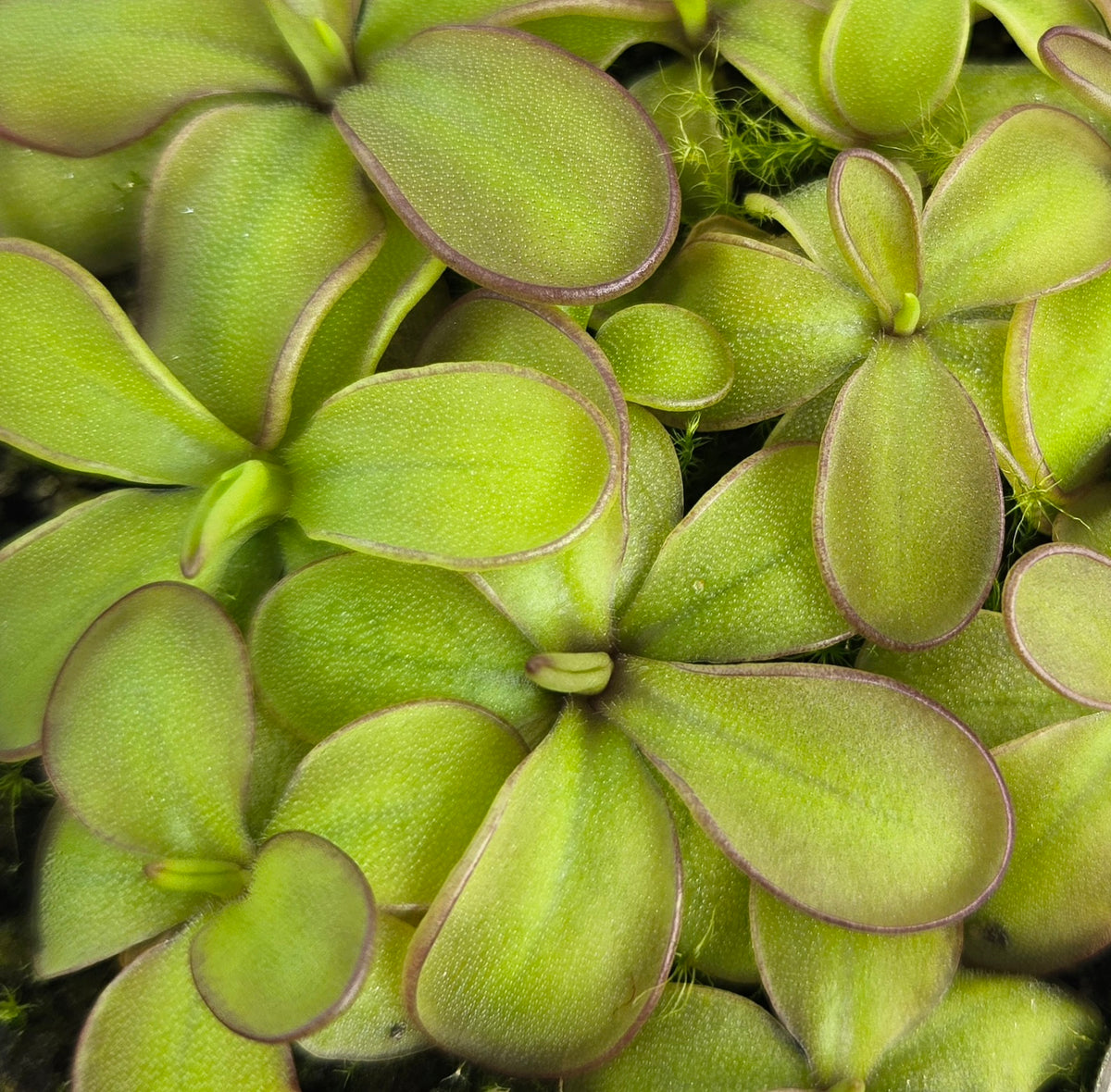 Close-up of Pinguicula laueana x emarginata butterwort leaves with a prominent purple margin