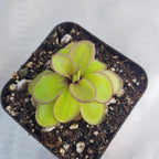 Pinguicula laueana x emarginata butterwort seen from above, lime-green rosette with maroon leaf edges