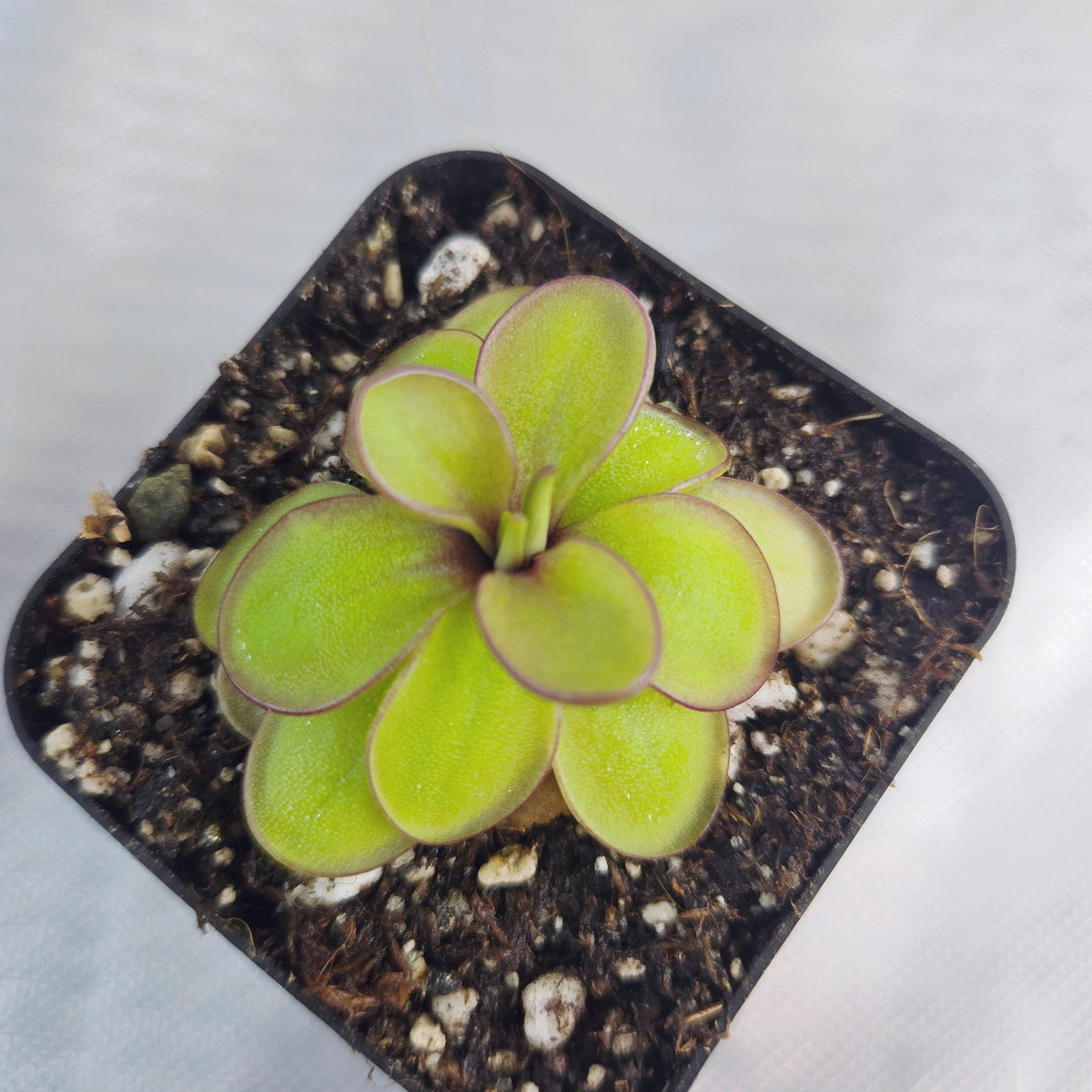 Pinguicula laueana x emarginata butterwort seen from above, lime-green rosette with maroon leaf edges