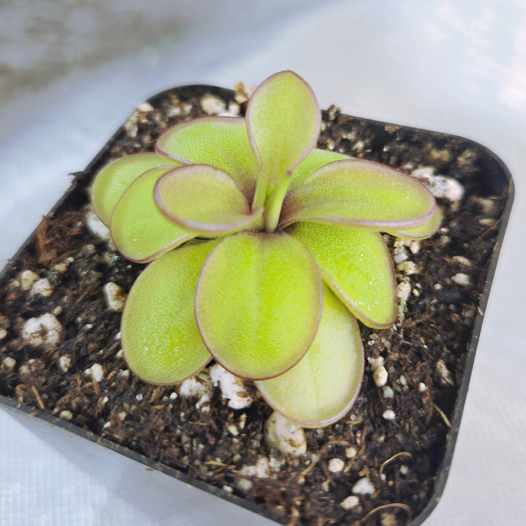 Pinguicula laueana x emarginata butterwort in a nursery pot, green leaves outlined in purple