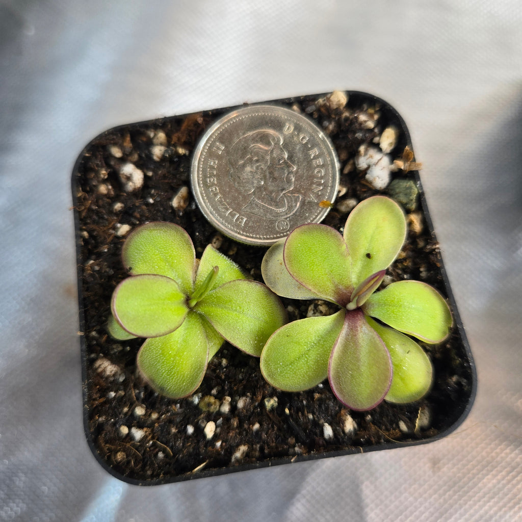 Two young Pinguicula laueana x emarginata butterworts in a pot with a coin for scale