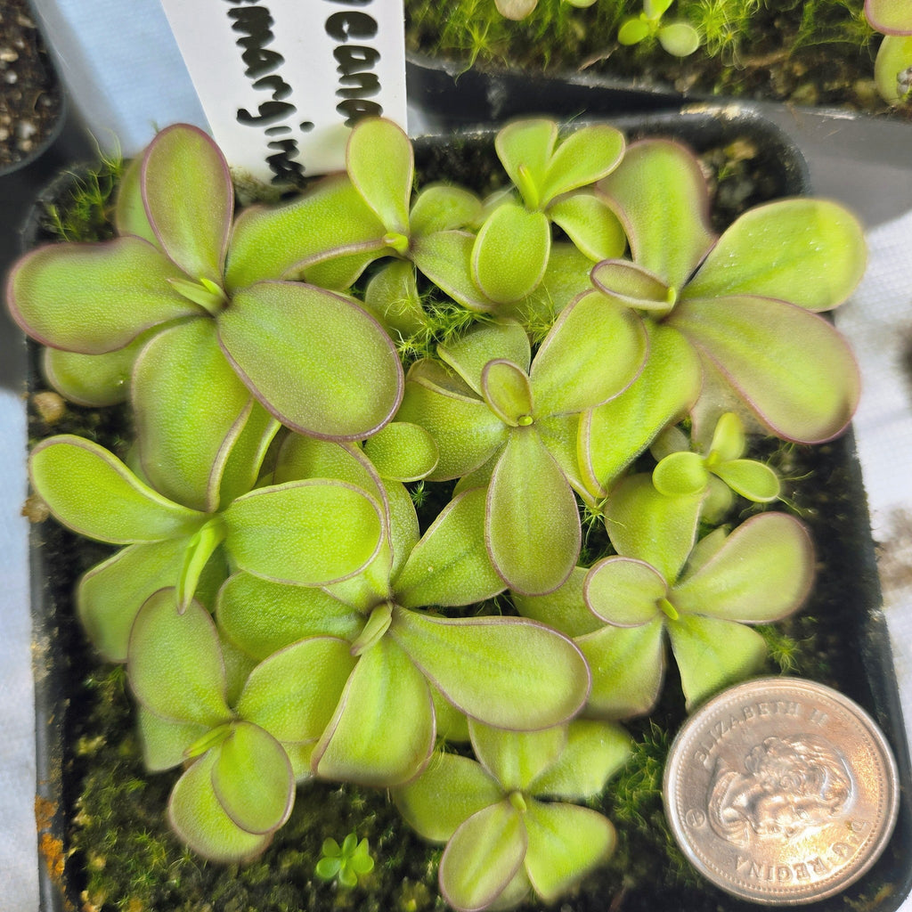 Pot full of Pinguicula laueana x emarginata butterworts beside a coin for scale