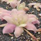 Side view of a Pinguicula 'Marciano' butterwort with fuzzy pink, pointed leaves
