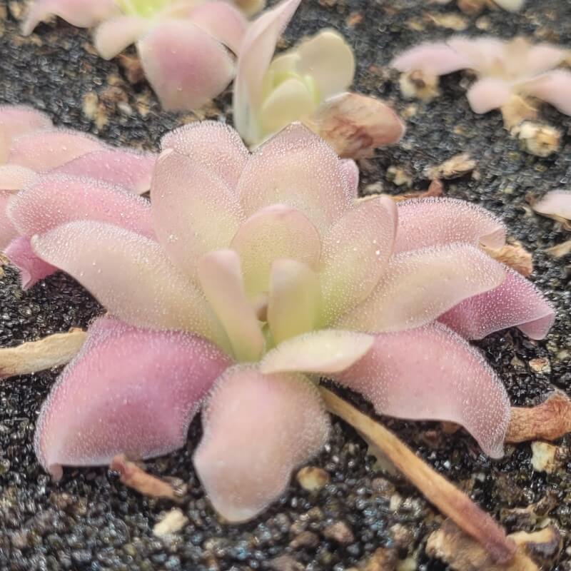 Pinguicula 'Marciano'