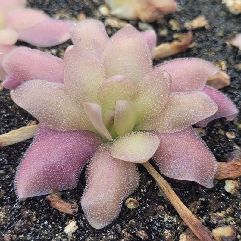 Pinguicula 'Marciano' butterwort seen at an angle, pink leaves around a pale green centre