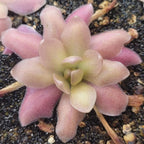 Pinguicula 'Marciano' butterwort seen from above, vibrant pink outer leaves
