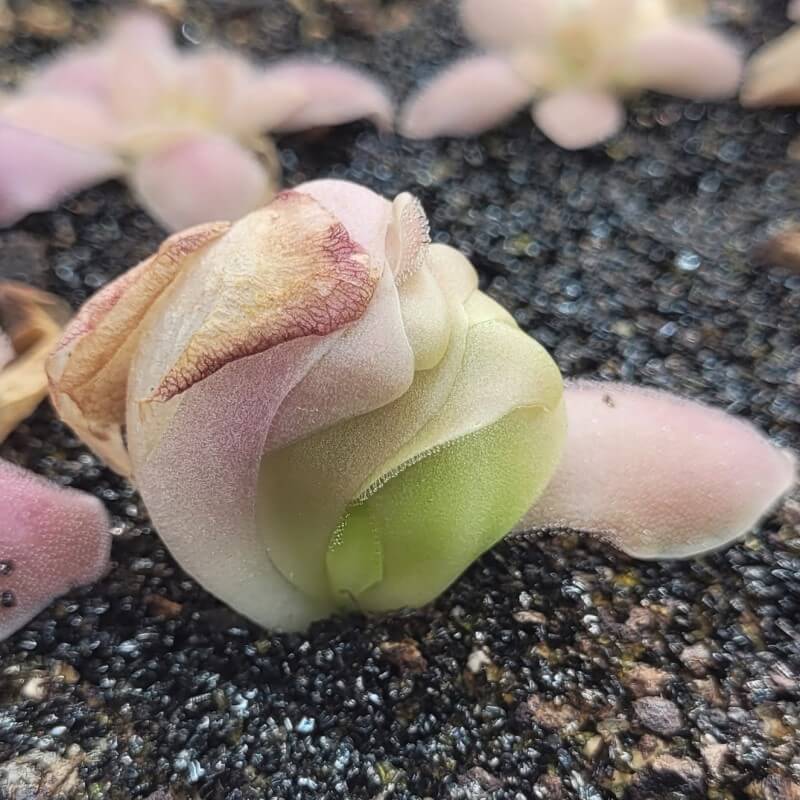 Pinguicula 'Marciano'