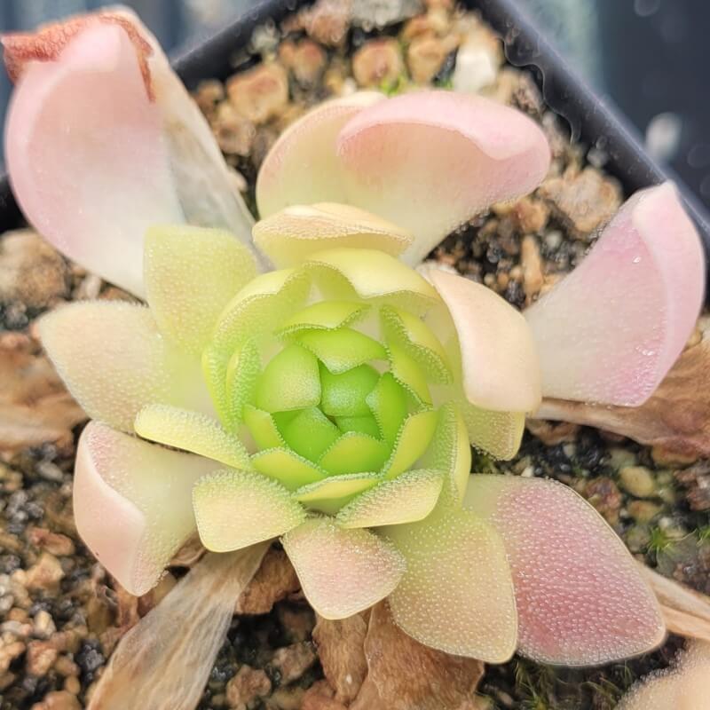 Pinguicula 'Marciano'