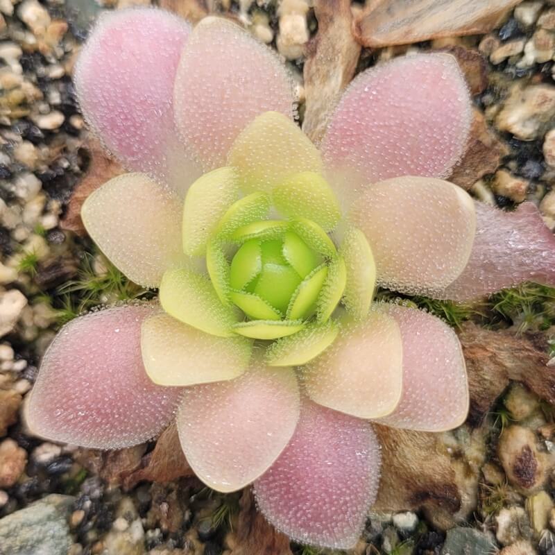 Pinguicula 'Marciano' butterwort with a tight green centre and soft pink outer leaves