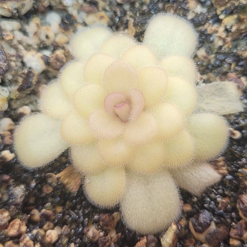 Pinguicula 'Marciano' butterwort in its pale, fuzzy winter rosette