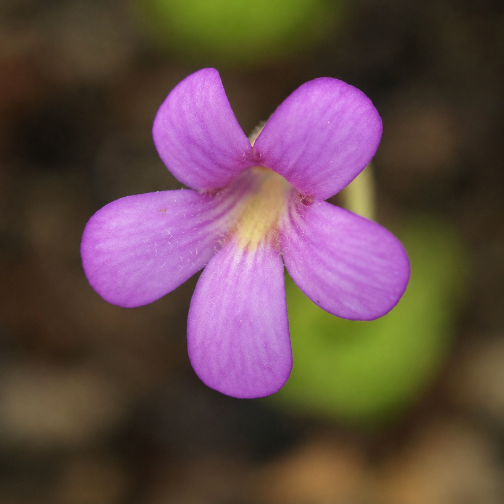 Pink-purple flower of a Pinguicula 'Marciano' butterwort with a pale throat