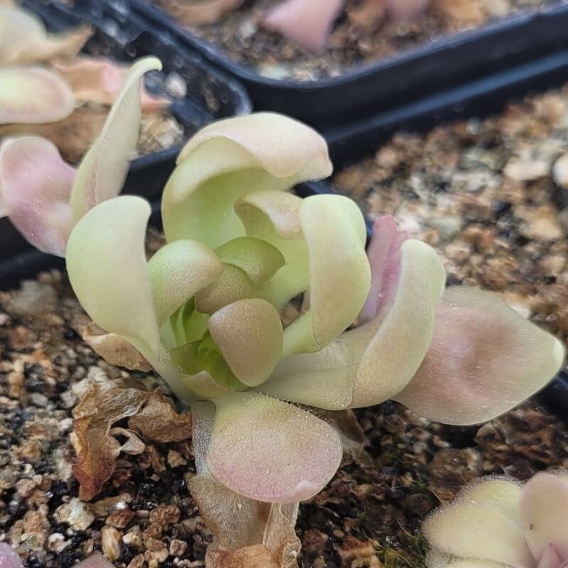 Pinguicula 'Marciano' butterwort opening up, pale green leaves curling outward