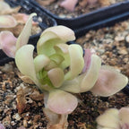 Pinguicula 'Marciano' butterwort opening up, pale green leaves curling outward