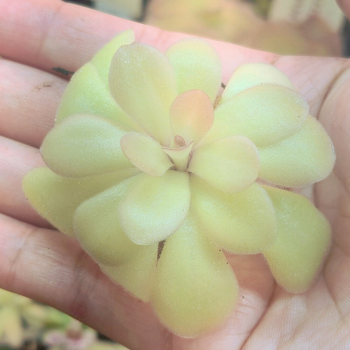 Pale green Pinguicula 'Marciano' butterwort held in a palm