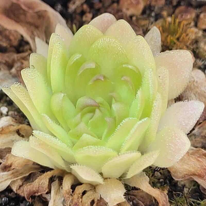 Pinguicula 'Marciano'