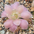 Pinguicula 'Marciano' butterwort, a rosette of thick, pointed pink leaves