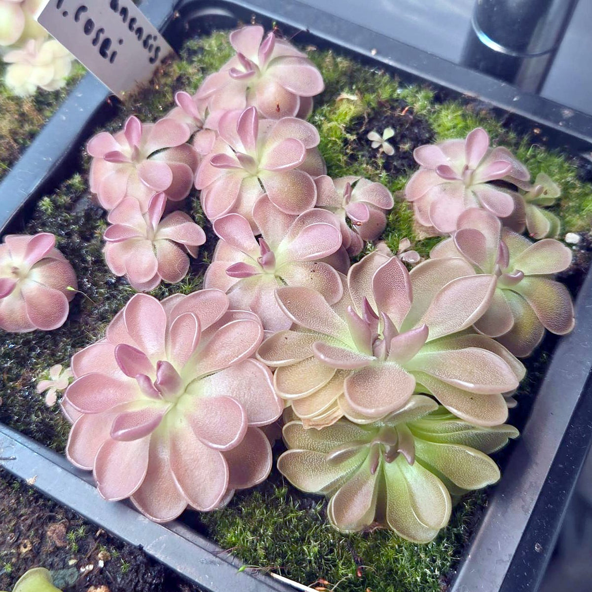 Pot of Pinguicula moranensis f. rosei butterwort rosettes with rounded leaves blushing dusky rose pink around pale green centres