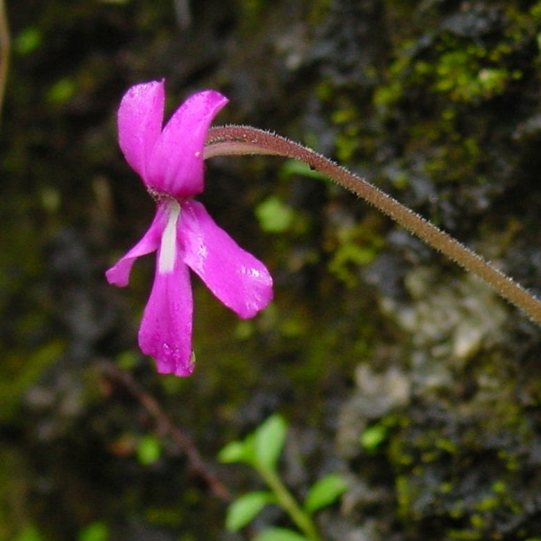 Magenta flower of a Pinguicula moranensis butterwort against mossy rock