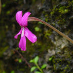 Magenta flower of a Pinguicula moranensis butterwort against mossy rock
