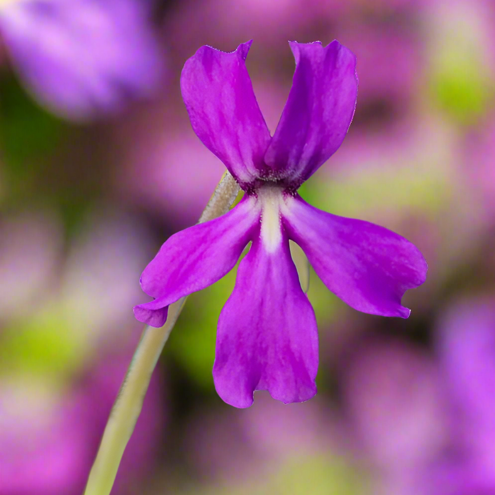 Bright magenta flower of a Pinguicula moranensis 'Near Huajuapan, Oaxaca' butterwort