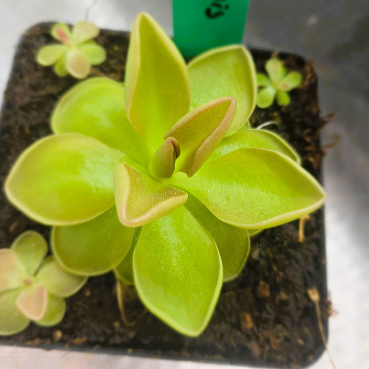 Pinguicula moranensis butterwort in a nursery pot with lime-green leaves