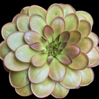 Pinguicula moranensis 'Near Huajuapan, Oaxaca' butterwort seen from above, green leaves flushed maroon