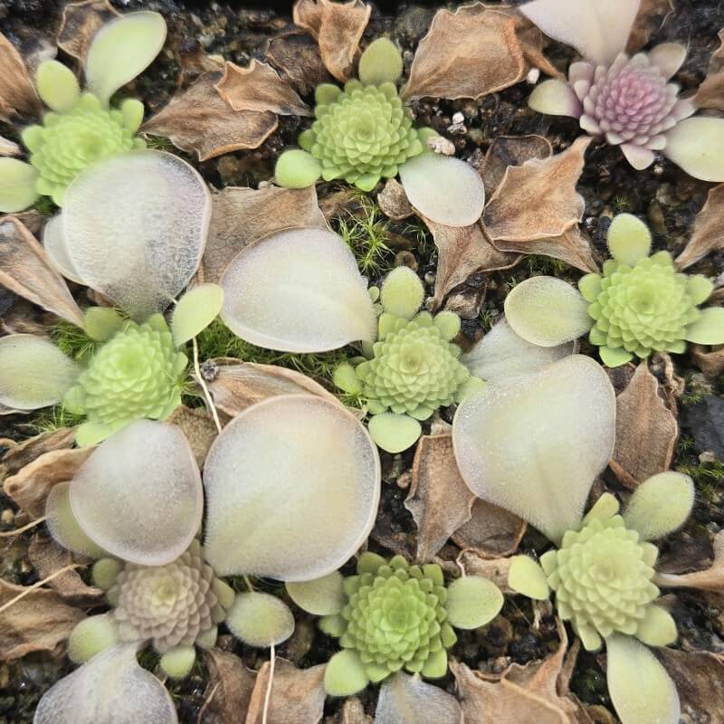 Pinguicula moranensis 'Near Huajuapan, Oaxaca' butterworts waking from their winter rosettes