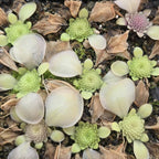 Pinguicula moranensis 'Near Huajuapan, Oaxaca' butterworts waking from their winter rosettes
