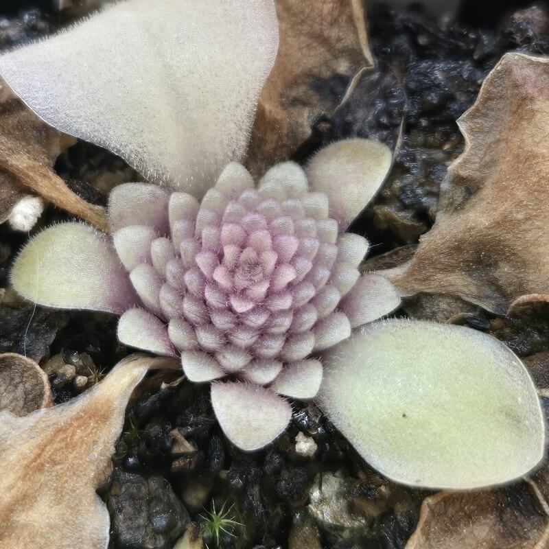 Pinguicula moranensis 'Near Huajuapan, Oaxaca, Mexico'