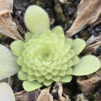 Winter rosette of a Pinguicula moranensis 'Near Huajuapan, Oaxaca' butterwort with small fuzzy leaves