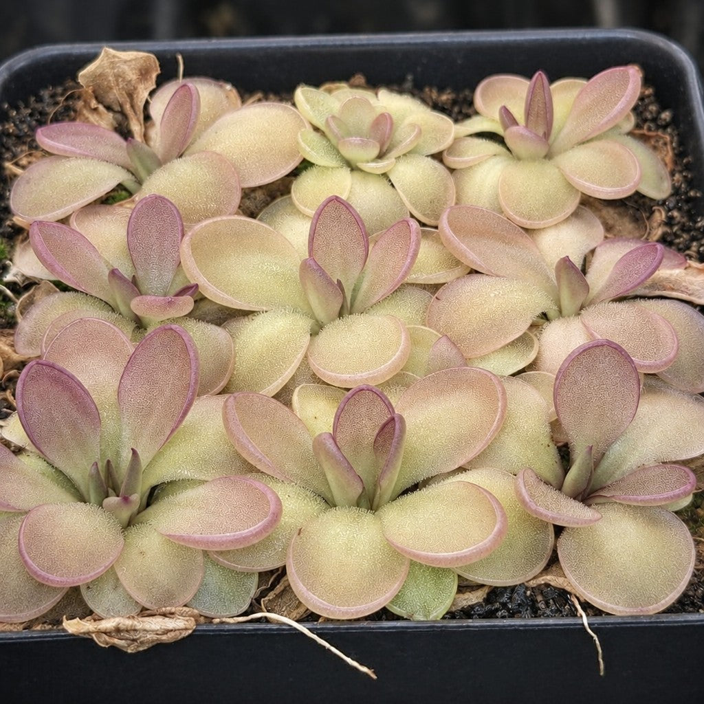 Pinguicula moranensis 'Near Huajuapan, Oaxaca' butterworts with pink-purple tinted leaves filling a pot