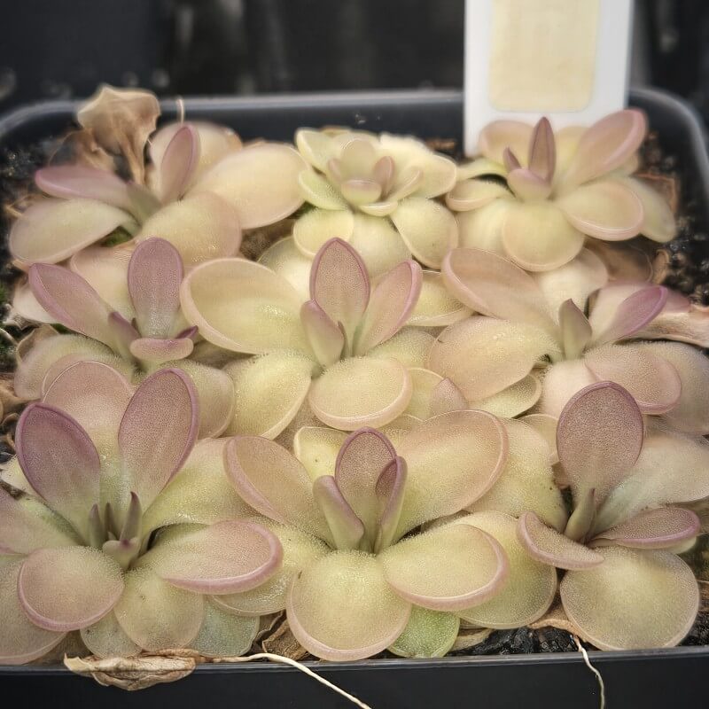 Pinguicula moranensis 'Near Huajuapan, Oaxaca, Mexico'