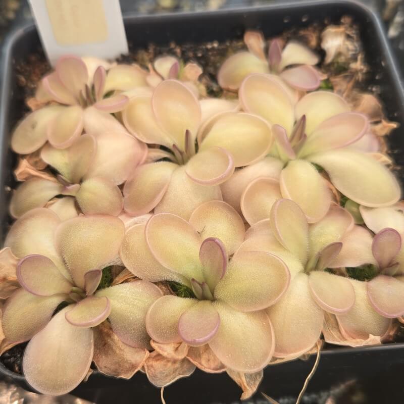 Pinguicula moranensis 'Near Huajuapan, Oaxaca, Mexico'