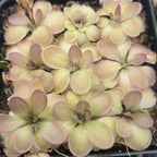 Pot of Pinguicula moranensis 'Near Huajuapan, Oaxaca' butterworts in cream and pink