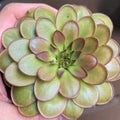 Pinguicula moranensis 'Near Huajuapan, Oaxaca' butterwort held in a hand, a full rosette with red-edged leaves