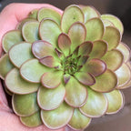 Pinguicula moranensis 'Near Huajuapan, Oaxaca' butterwort held in a hand, a full rosette with red-edged leaves