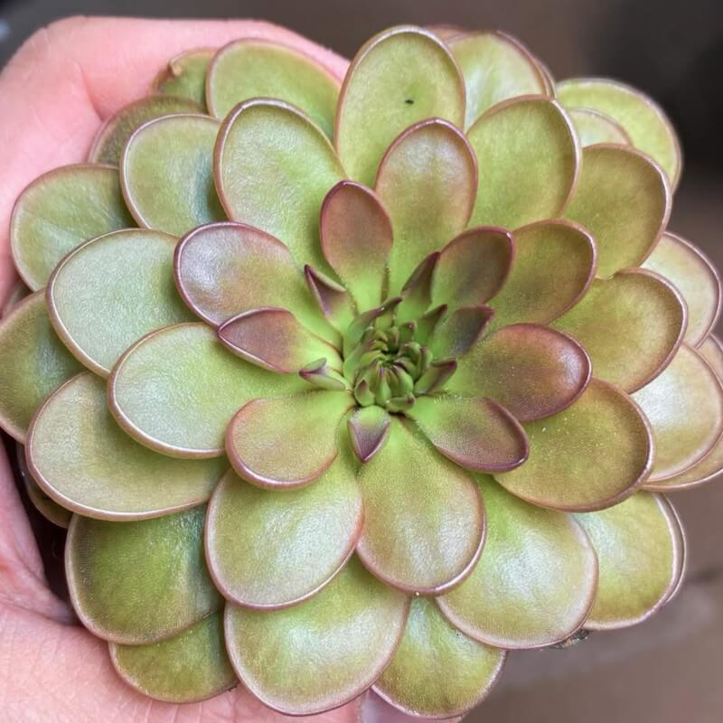 Pinguicula moranensis 'Near Huajuapan, Oaxaca, Mexico'
