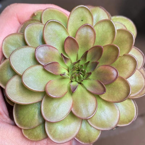 Pinguicula moranensis 'Near Huajuapan, Oaxaca' butterwort held in a hand, a full rosette with red-edged leaves