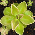 Pinguicula moranensis butterwort, a yellow-green rosette of smooth leaves with pale edges