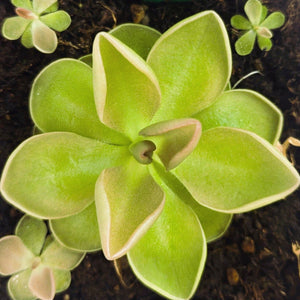 Pinguicula moranensis